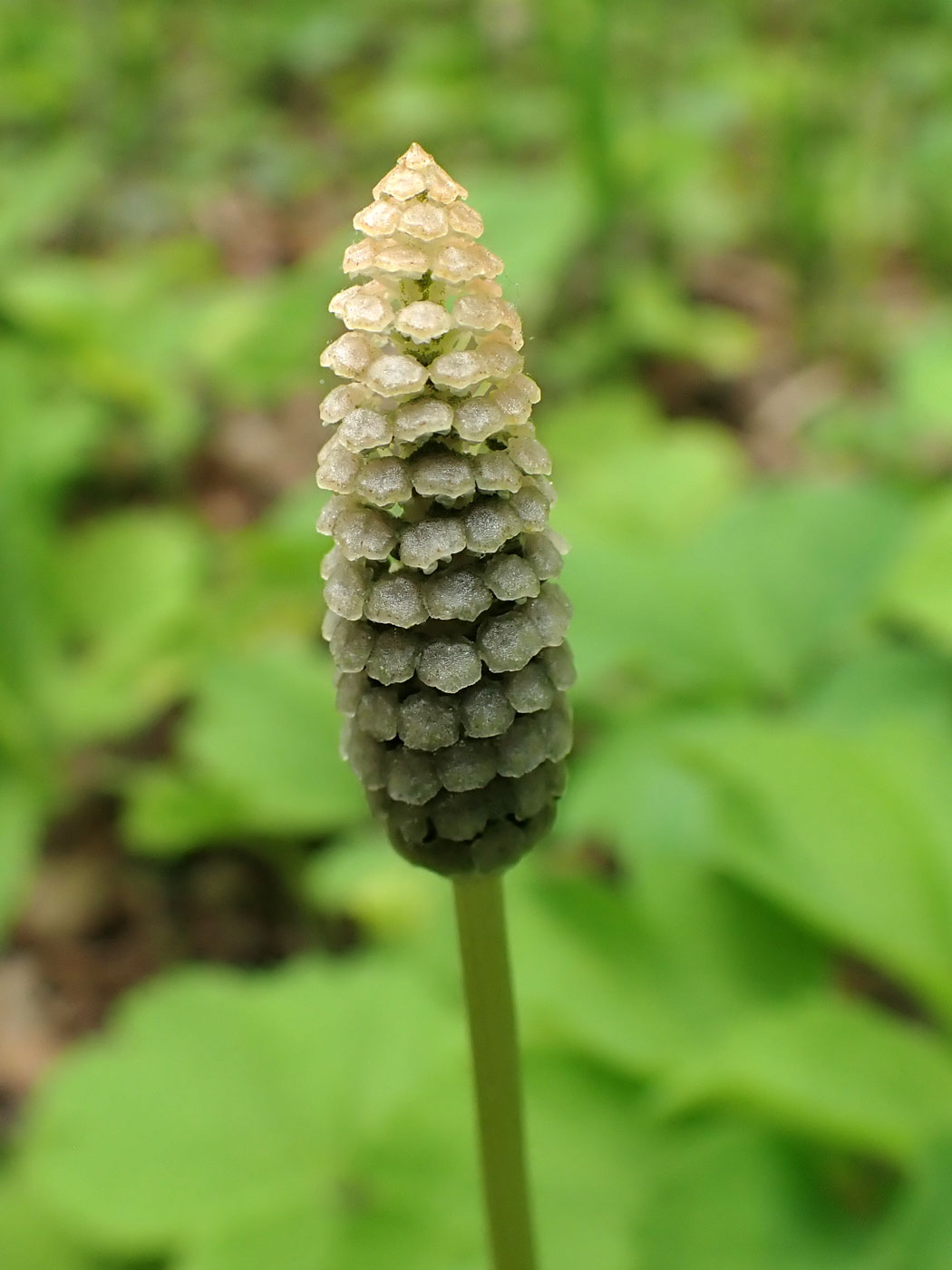 Image of genus Equisetum specimen.