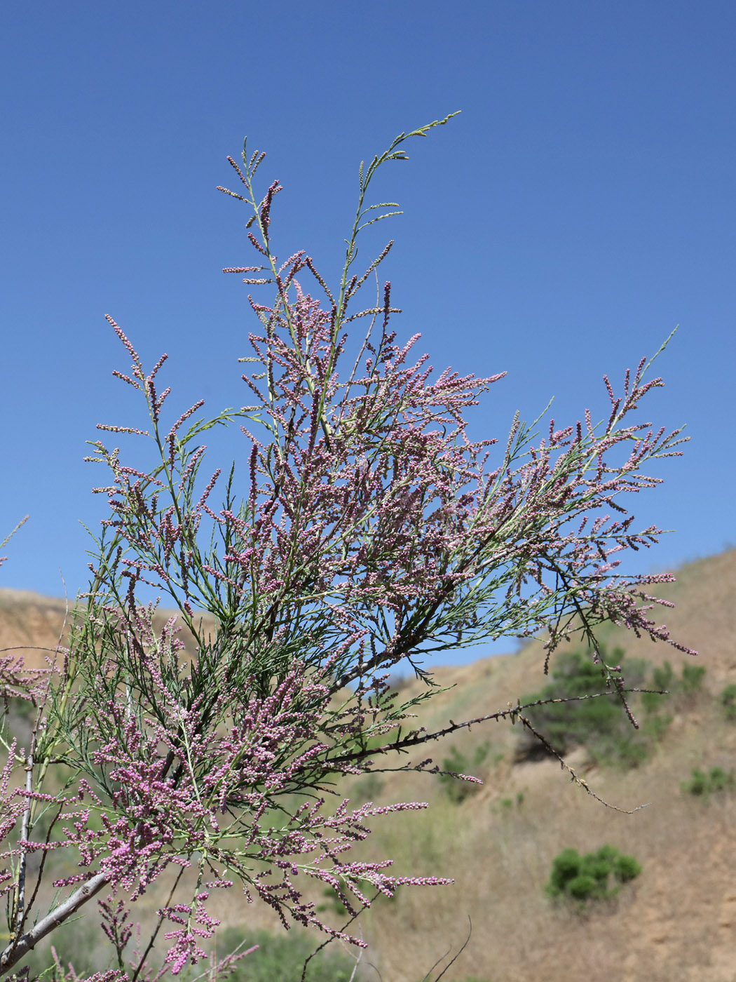 Image of Tamarix ramosissima specimen.