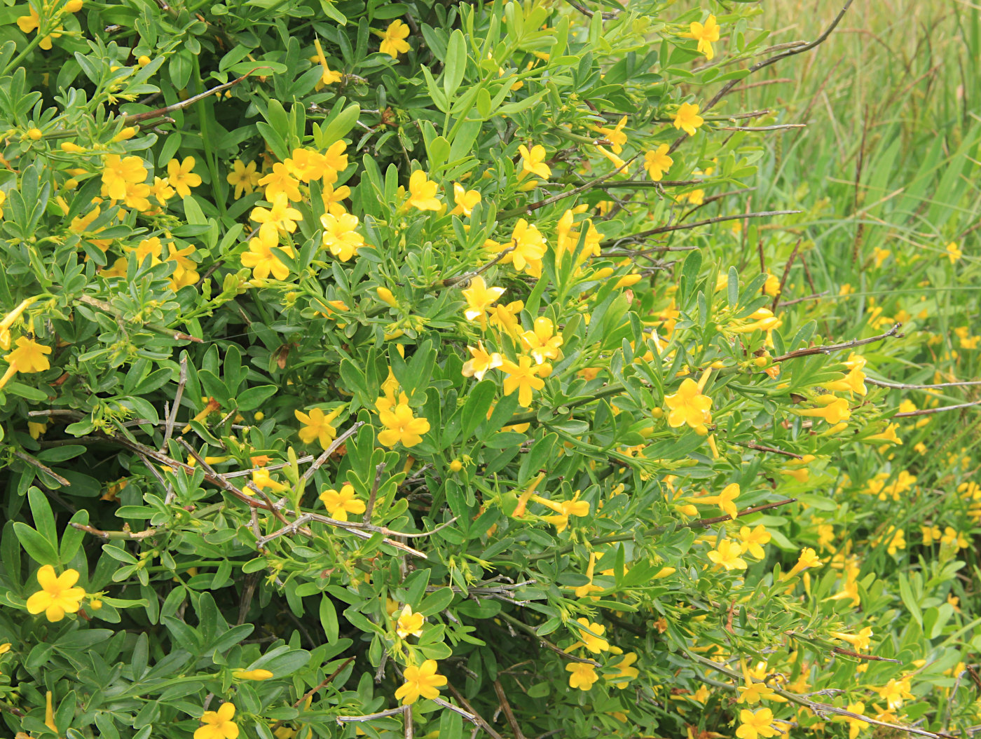 Изображение особи Jasminum fruticans.