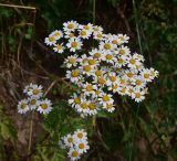 Pyrethrum parthenifolium. Соцветия. Турция, ил Артвин, дер. Багджилар (Bağcılar), на склоне. 12 июня 2026 г.