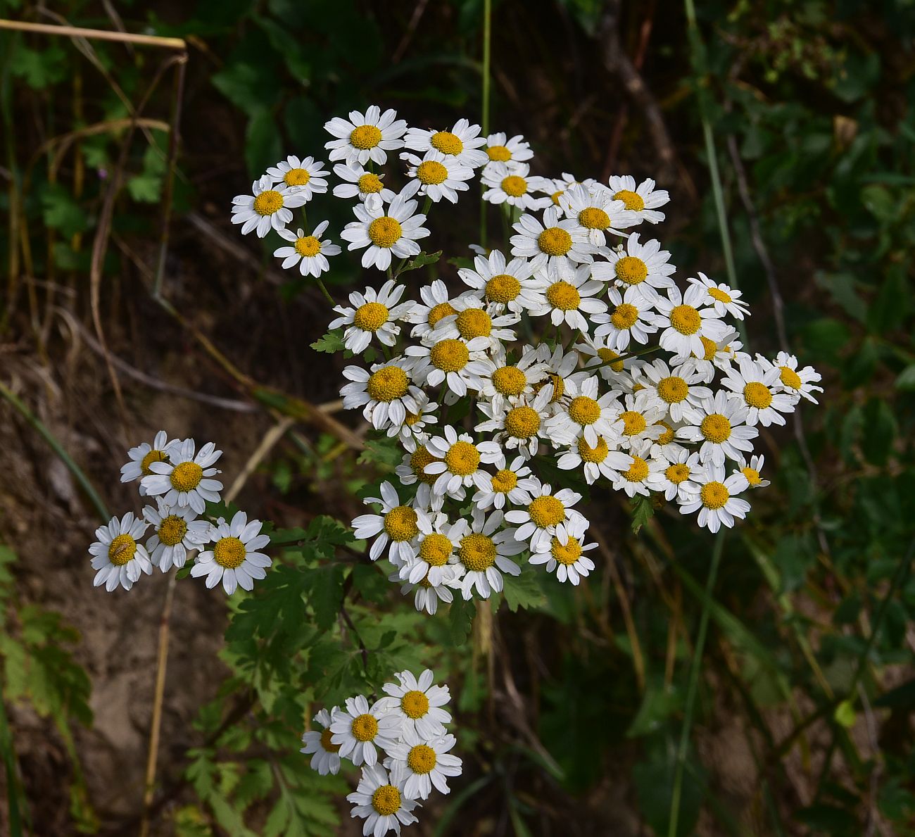Изображение особи Pyrethrum parthenifolium.
