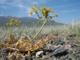 Ferula syreitschikowii. Цветущее растение. Казахстан, Жетысуская обл., Алакольский р-н; Алакольская впадина, предгорья Джунгарского Алатау на участке между р. Ыргайты и с. Коктума (Джунгарские Ворота), щебнистая пустыня. 8 мая 2026 г.