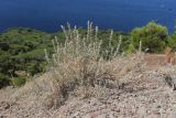 Krascheninnikovia ceratoides