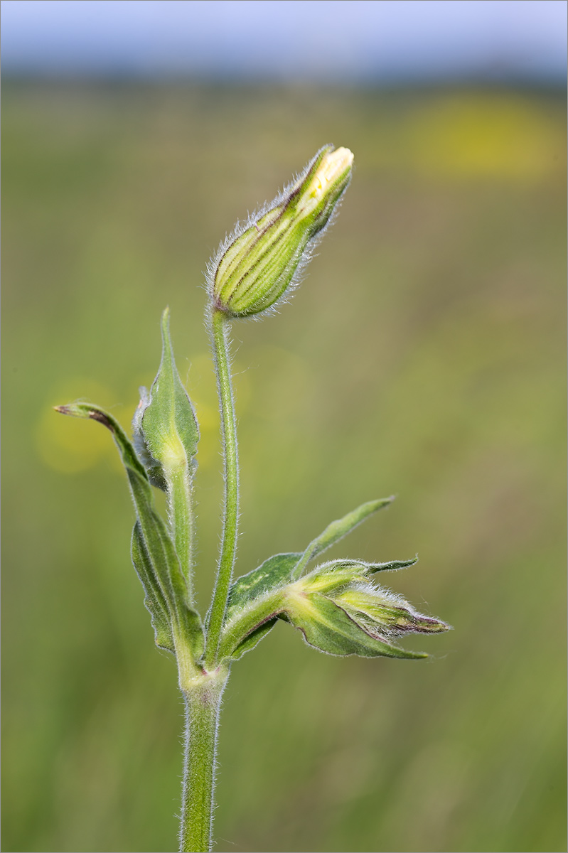 Image of Melandrium album specimen.