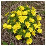 Adonis vernalis