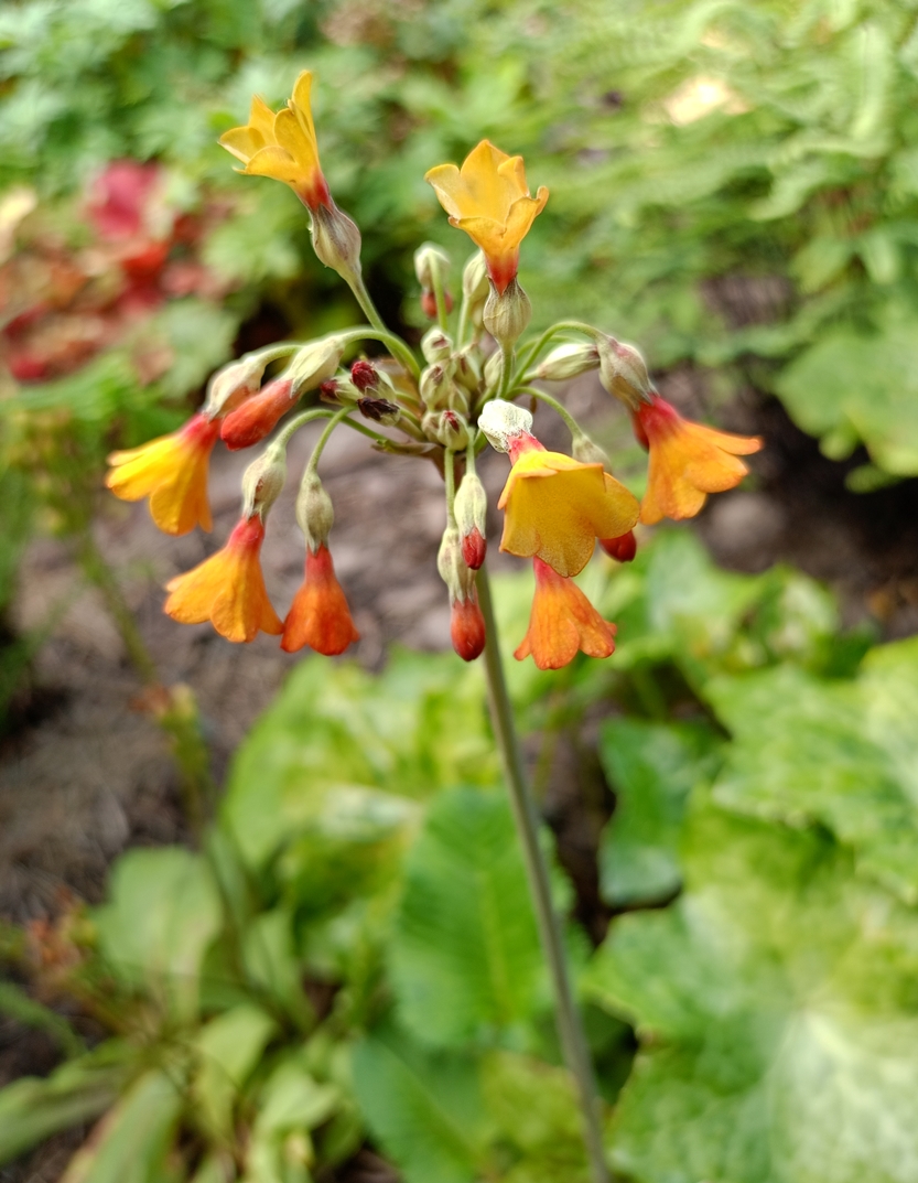 Изображение особи Primula florindae.