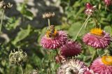 Xerochrysum bracteatum. Соцветия с кормящимися мухами. Санкт-Петербург, Ботанический сад Петра Великого, в культуре. 27.08.2026.