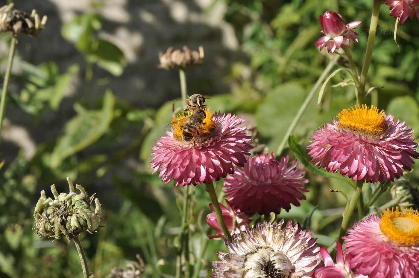 Image of Xerochrysum bracteatum specimen.