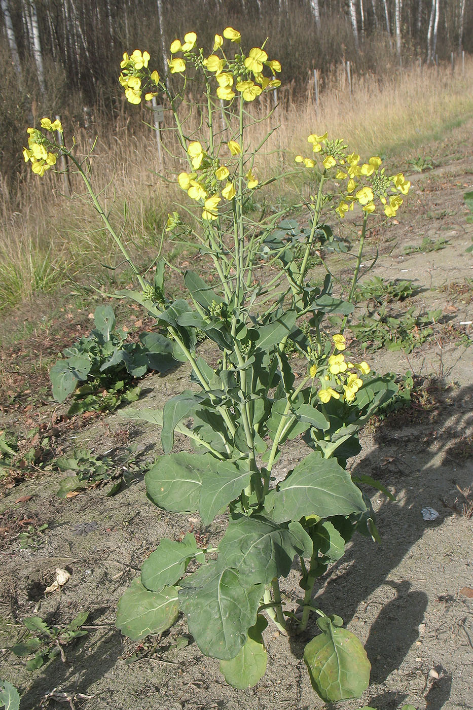 Изображение особи Brassica napus.