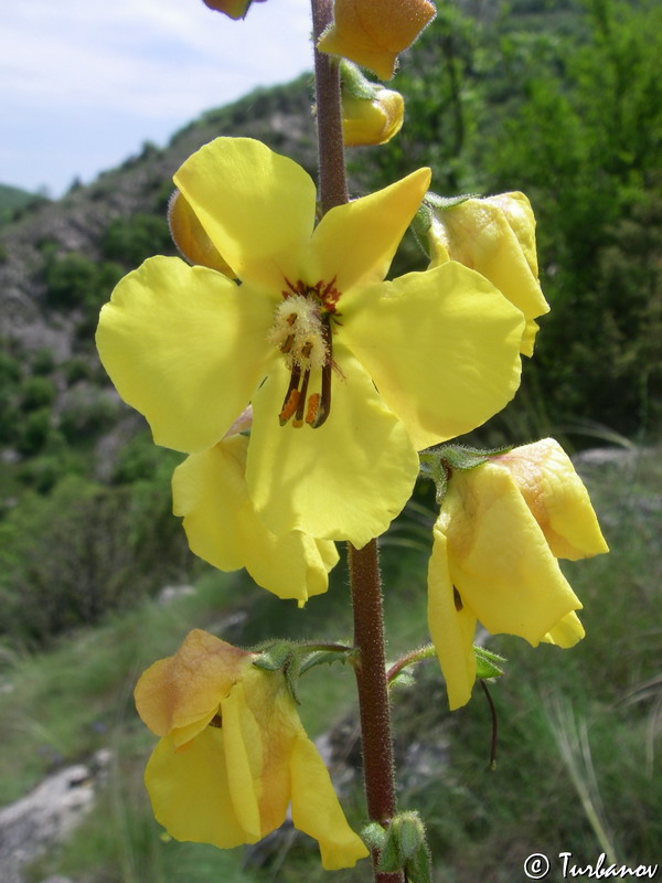 Image of Verbascum spectabile specimen.