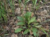 Tephroseris integrifolia
