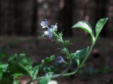 Veronica officinalis