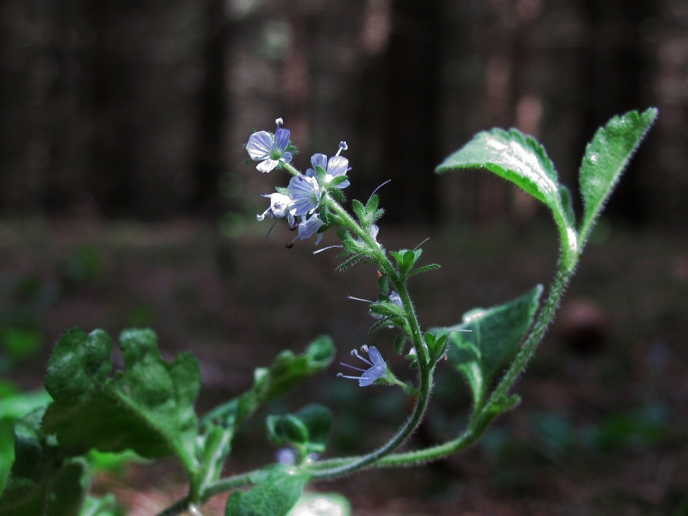 Image of Veronica officinalis specimen.