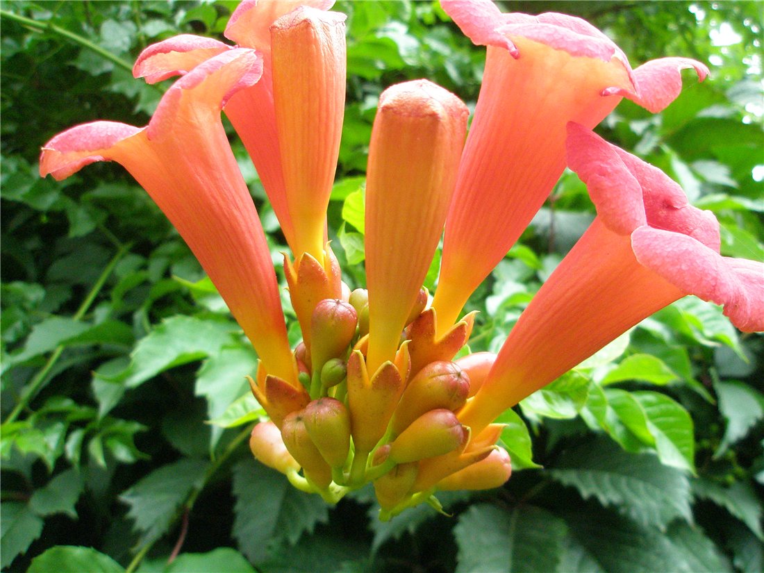 Image of Campsis radicans specimen.