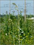 Lactuca serriola