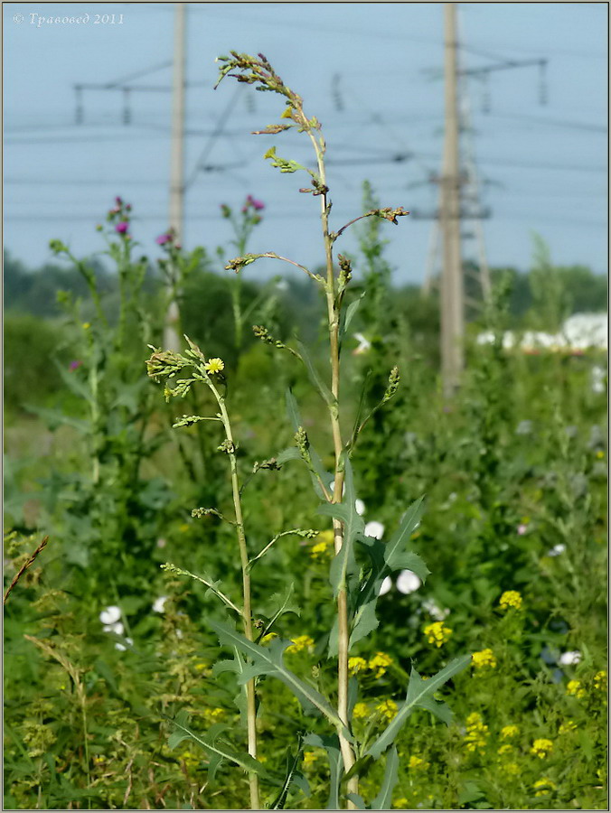 Изображение особи Lactuca serriola.