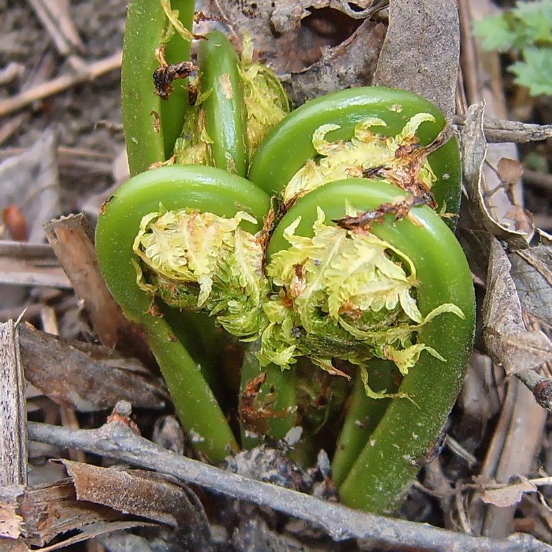 Изображение особи Matteuccia struthiopteris.