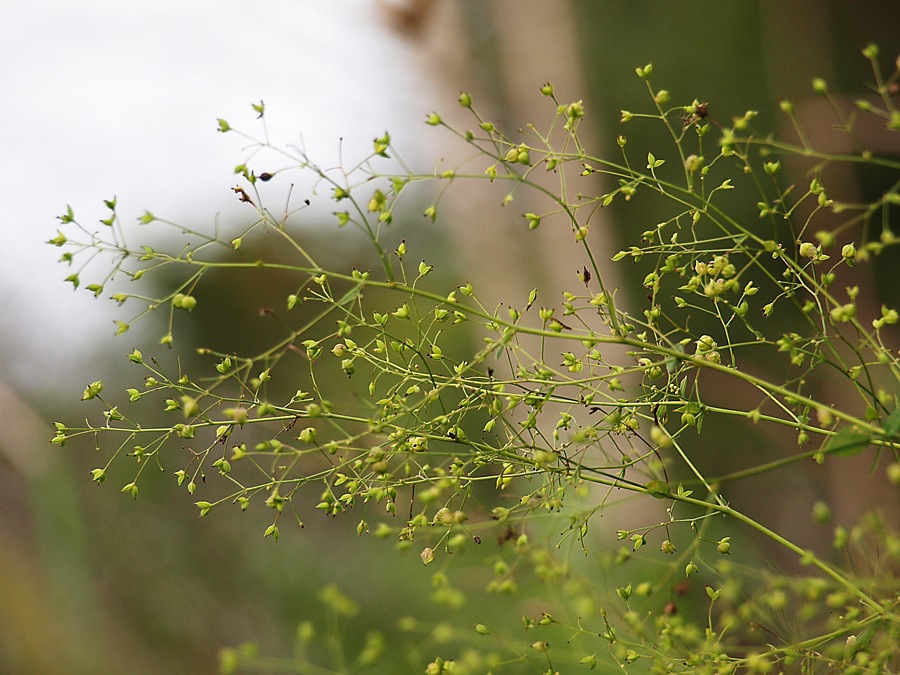 Image of Thalictrum minus specimen.