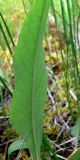 Saussurea parviflora