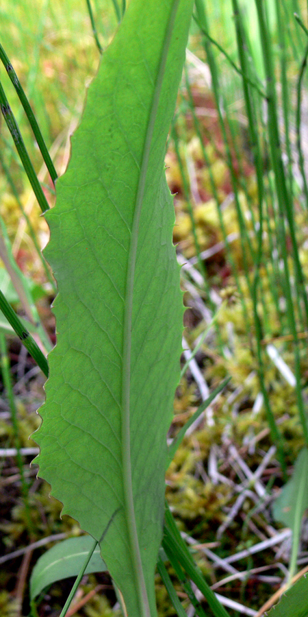 Image of Saussurea parviflora specimen.