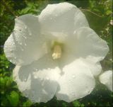 Hibiscus syriacus. Цветок. Краснодарский край, Черноморское побережье Кавказа, г. Новороссийск, в культуре. 14.08.2011.