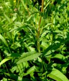 Inula aspera. Средняя часть растения. Ростовская обл., дельта Дона, Задонье, окр. хутора Петровский. 23 июня 2011 г.