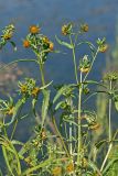 Bidens cernua