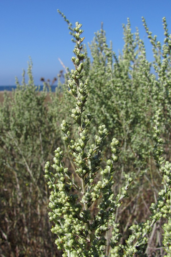 Изображение особи Artemisia taurica.