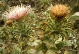 Cousinia onopordioides