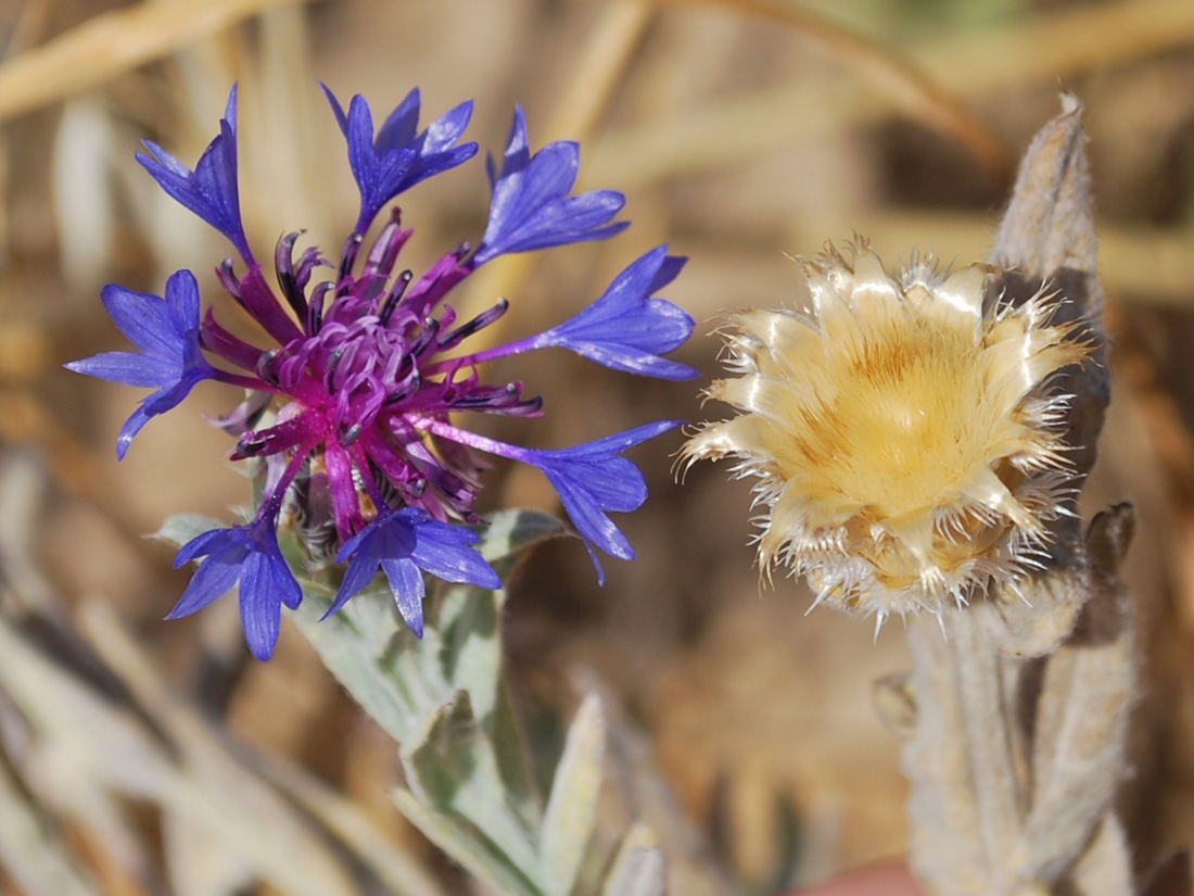 Image of Centaurea depressa specimen.