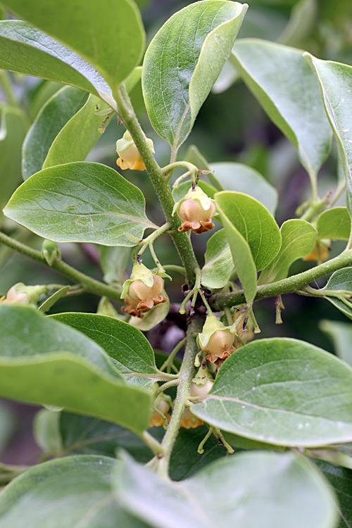 Изображение особи Diospyros kaki.