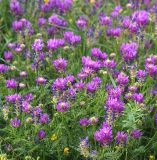 Astragalus onobrychis