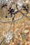 Smyrnium perfoliatum. Верхушка растения со зрелыми плодами. Крым, гора Северная Демерджи, дубово-грабовый лес. 5 ноября 2011 г.