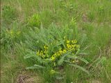 Astragalus henningii