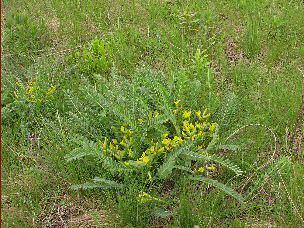 Image of Astragalus henningii specimen.