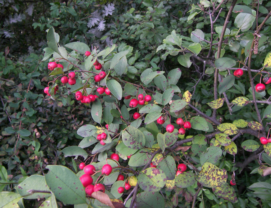 Image of Cotoneaster meyeri specimen.