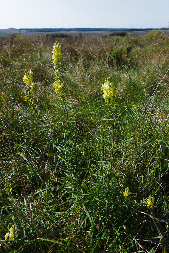 Image of Linaria ruthenica specimen.