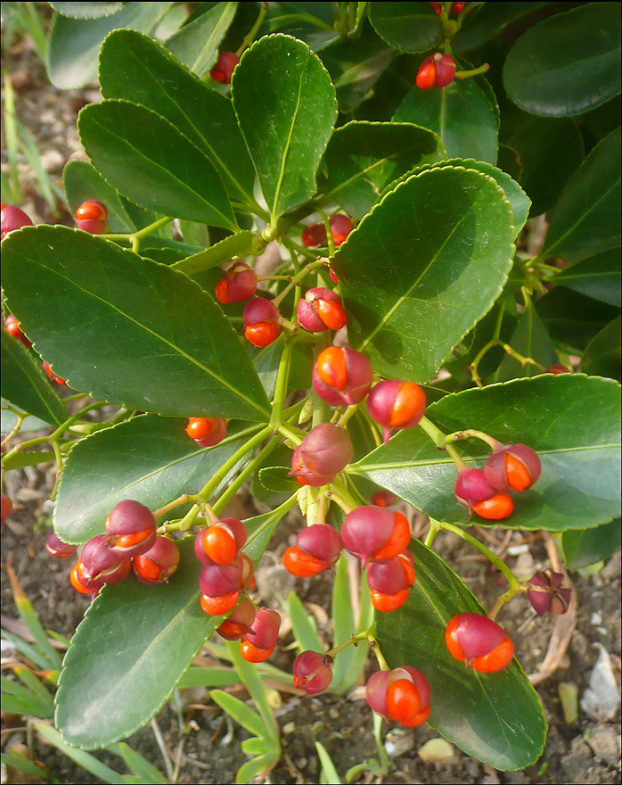 Изображение особи Euonymus japonicus.