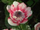 Anemone coronaria. Цветок. Московская обл., Раменский р-н, окр. дер. Хрипань, дачный участок. 18.07.2004.