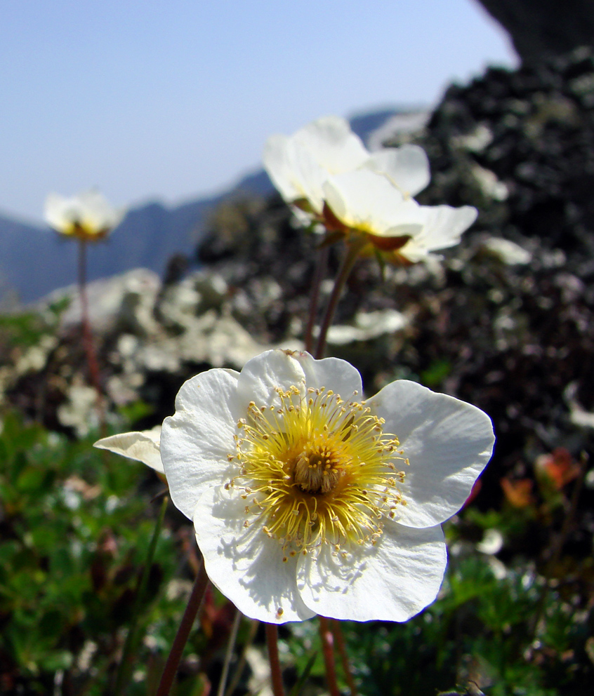 Image of Sieversia pusilla specimen.