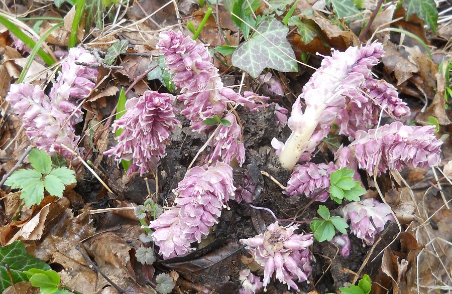 Image of Lathraea squamaria specimen.