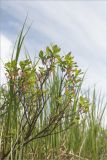 Vaccinium uliginosum