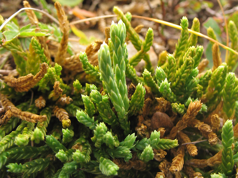 Изображение особи Diphasiastrum alpinum.