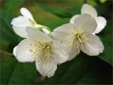 Philadelphus coronarius. Цветки. Санкт-Петербург, Петергоф, городское озеленение. 29.06.2009.