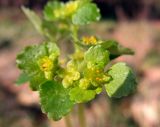 Chrysosplenium oppositifolium