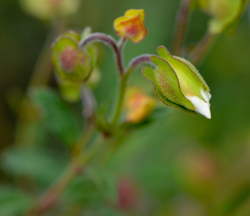 Изображение особи Cistus salviifolius.