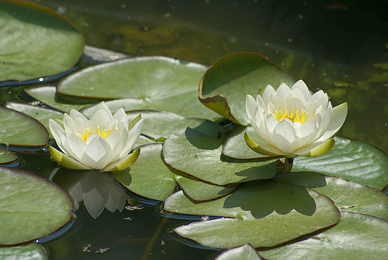 Image of Nymphaea candida specimen.