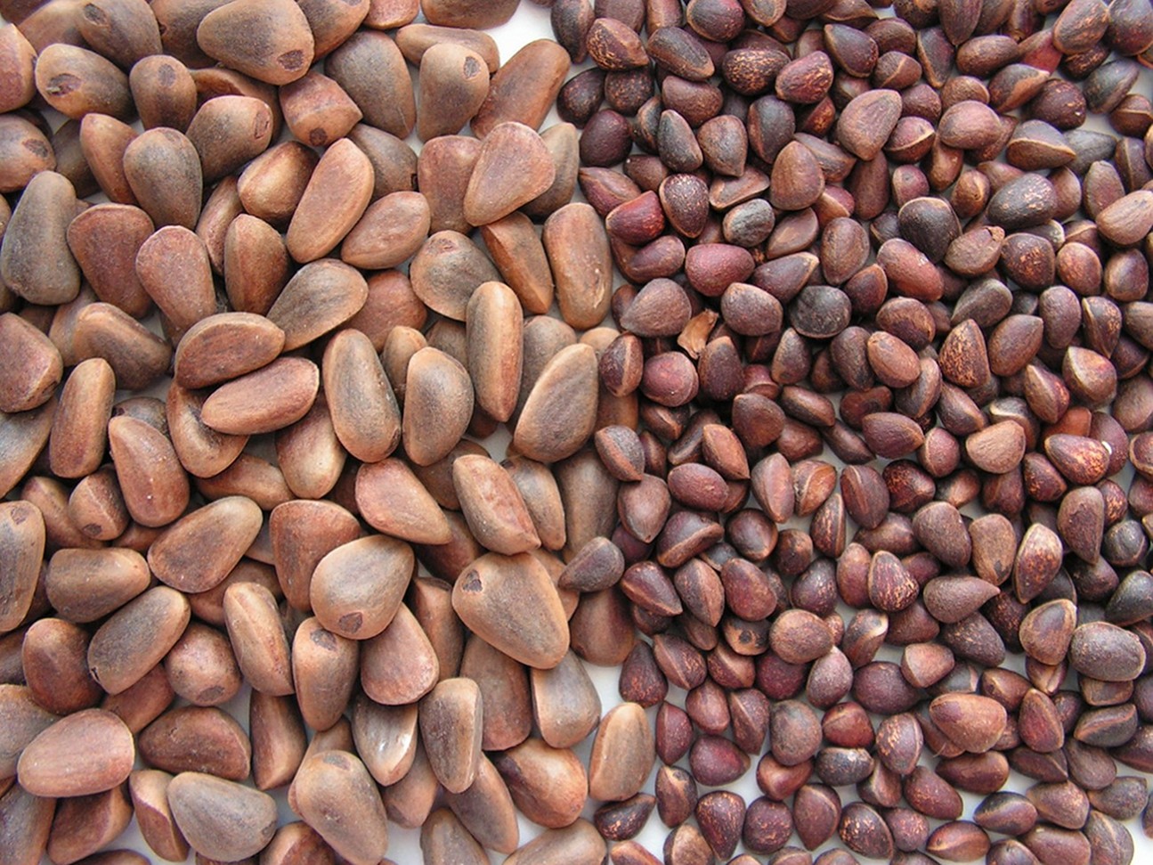 Image of genus Pinus specimen.
