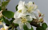 Malus domestica подвид cerasifera. Часть ветки с цветками. Германия, г. Кемпен, в парке. 24.04.2012.