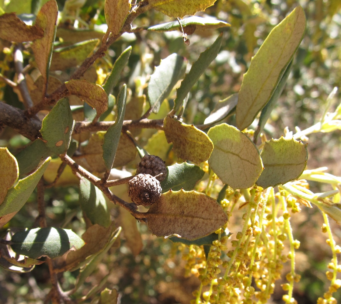 Изображение особи Quercus suber.